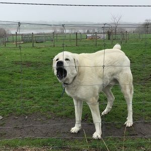 Meet your Posher, Nina